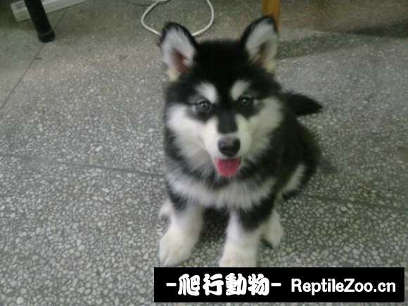 display_picture.php?url=http%3A%2F%2Fimgsa.baidu.com%2Fforum%2Fw%253D580%2Fsign%3Dce582c2d3d6d55fbc5c6762e5d204f40%2F921607f7905298229ac17930d7ca7bcb0b46d40d.jpg