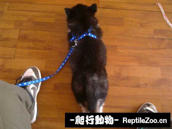 display_picture.php?url=http%3A%2F%2Fimgsa.baidu.com%2Fforum%2Fw%253D580%2Fsign%3D5a4bda0079310a55c424defc87444387%2F1bc910178a82b901e7ed83c0738da9773812efb3.jpg