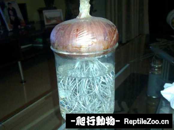 display_picture.php?url=http%3A%2F%2Fimgsa.baidu.com%2Fforum%2Fw%253D580%2Fsign%3Dbe8bd245c9177f3e1034fc0540ce3bb9%2F2ce9df00baa1cd111dc832d3b912c8fcc2ce2df8.jpg