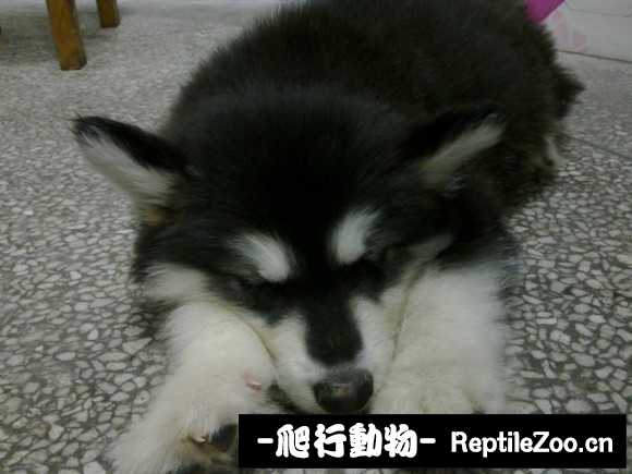 display_picture.php?url=http%3A%2F%2Fimgsa.baidu.com%2Fforum%2Fw%253D580%2Fsign%3D44d743b9dab44aed594ebeec831e876a%2F53e3297f9e2f0708eaf76af3e924b899a801f20d.jpg