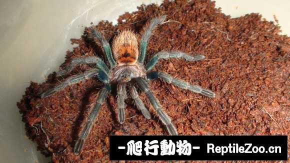 display_picture.php?url=http%3A%2F%2Fimgsa.baidu.com%2Fforum%2Fw%253D580%2Fsign%3Df866e6919822720e7bcee2f24bca0a3a%2F6a3c6563f6246b60fda2f187ebf81a4c500fa24f.jpg