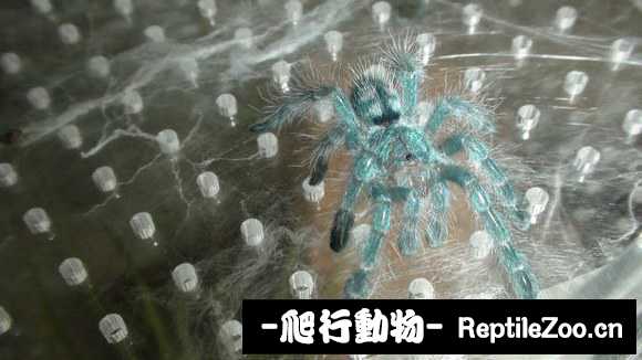 display_picture.php?url=http%3A%2F%2Fimgsa.baidu.com%2Fforum%2Fw%253D580%2Fsign%3D436c8ac09245d688a302b2ac94c37dab%2Fdac115d5ad6eddc4d14bf70839dbb6fd5366334e.jpg