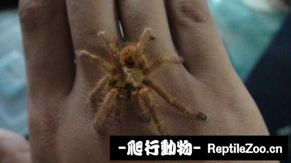 display_picture.php?url=http%3A%2F%2Fimgsa.baidu.com%2Fforum%2Fw%253D580%2Fsign%3Dc84b7cb802087bf47dec57e1c2d1575e%2F7dd98413632762d022dde74ca0ec08fa503dc61c.jpg
