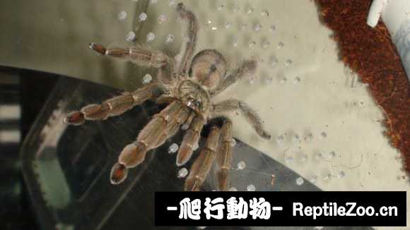 display_picture.php?url=http%3A%2F%2Fimgsa.baidu.com%2Fforum%2Fw%253D580%2Fsign%3De67eb8d89d16fdfad86cc6e6848e8cea%2F242a34292df5e0fed8b4caf25c6034a85fdf724e.jpg
