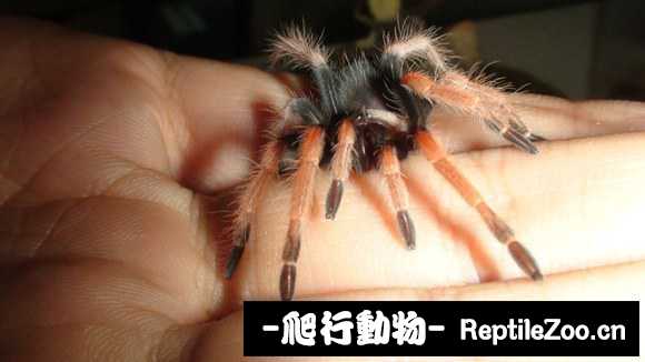 display_picture.php?url=http%3A%2F%2Fimgsa.baidu.com%2Fforum%2Fw%253D580%2Fsign%3Dad20efe6bc315c6043956be7bdb3cbe6%2Fdd16d354564e92589cd7c51d9c82d158cdbf4e13.jpg