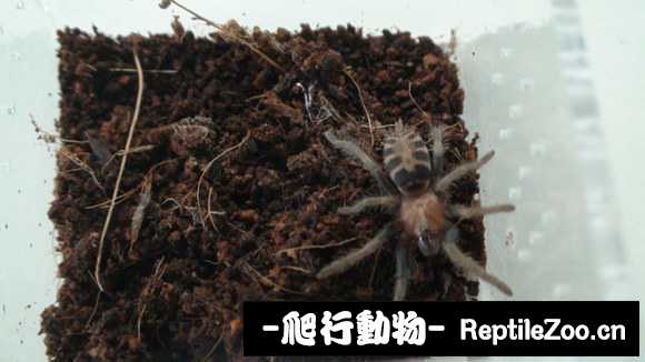 display_picture.php?url=http%3A%2F%2Fimgsa.baidu.com%2Fforum%2Fw%253D580%2Fsign%3D596b35d56d224f4a5799731b39f69044%2Fa63b02f3d7ca7bcbe1d684dcbe096b63f724a84e.jpg