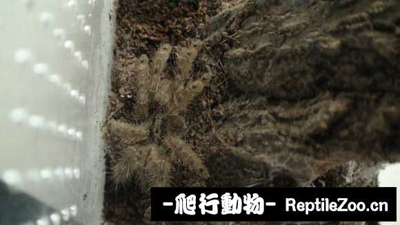 display_picture.php?url=http%3A%2F%2Fimgsa.baidu.com%2Fforum%2Fw%253D580%2Fsign%3D2a2b476ecbef76093c0b99971edfa301%2F59250fe93901213f9ed10d2f54e736d12e2e951c.jpg