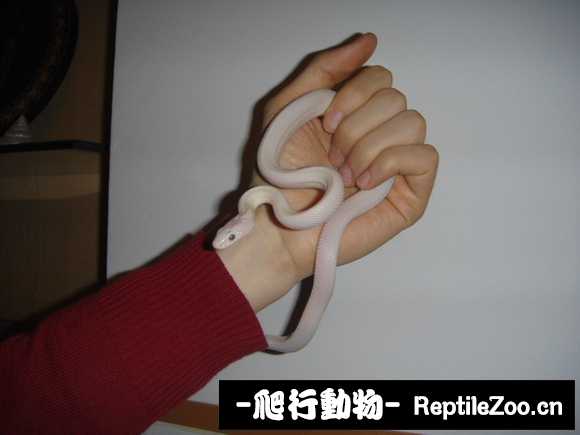 display_picture.php?url=http%3A%2F%2Fimgsa.baidu.com%2Fforum%2Fw%253D580%2Fsign%3Db07292331bd5ad6eaaf964e2b1ca39a3%2F8653de160924ab18f54248c035fae6cd7a890ba2.jpg