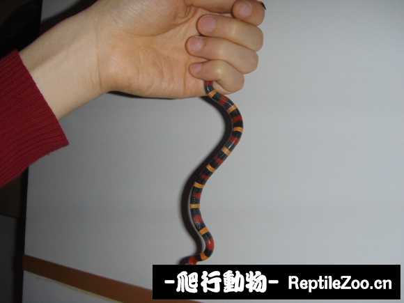 display_picture.php?url=http%3A%2F%2Fimgsa.baidu.com%2Fforum%2Fw%253D580%2Fsign%3D3e9ea7009f3df8dca63d8f99fd1072bf%2F6d27c6fcc3cec3fdb2520e82d688d43f8694278a.jpg