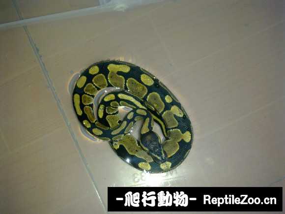 display_picture.php?url=http%3A%2F%2Fimgsa.baidu.com%2Fforum%2Fw%253D580%2Fsign%3Daab946734aed2e73fce98624b703a16d%2Ff34a902f0708283883f375e3b899a9014d08f105.jpg