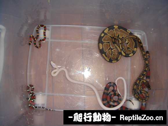 display_picture.php?url=http%3A%2F%2Fimgsa.baidu.com%2Fforum%2Fw%253D580%2Fsign%3D883cd305d562853592e0d229a0ee76f2%2F1a2e9316fdfaaf51e0b228488c5494eef11f7aad.jpg