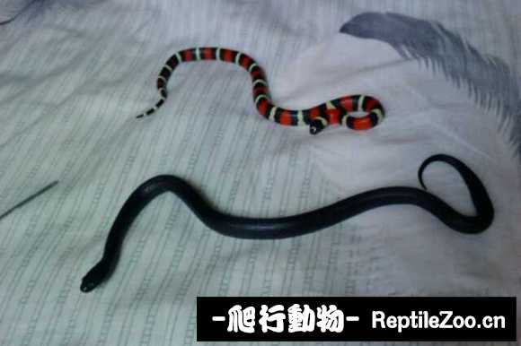 display_picture.php?url=http%3A%2F%2Fimgsa.baidu.com%2Fforum%2Fw%253D580%2Fsign%3Dc3ad80520a7b02080cc93fe952d8f25f%2Fc5eaa7ec8a136327cf7b6ac4918fa0ec09fac76d.jpg