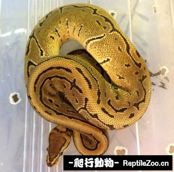 display_picture.php?url=http%3A%2F%2Fimgsa.baidu.com%2Fforum%2Fw%253D580%2Fsign%3Dec7129488c5494ee87220f111df4e0e1%2F6804526034a85edf921e56d449540923dc547568.jpg