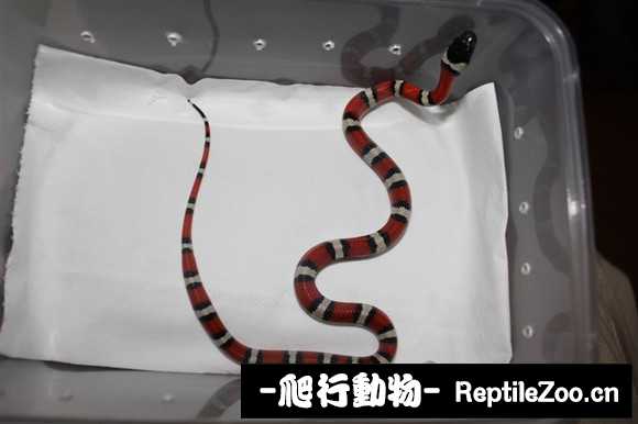 display_picture.php?url=http%3A%2F%2Fimgsa.baidu.com%2Fforum%2Fw%253D580%2Fsign%3Db65a75e3b899a9013b355b3e2d940a58%2Fafc104d162d9f2d3fe468d18a9ec8a136227ccac.jpg