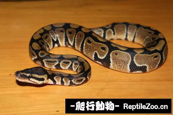 display_picture.php?url=http%3A%2F%2Fimgsa.baidu.com%2Fforum%2Fw%253D580%2Fsign%3Df5e3bfadddc451daf6f60ce386fc52a5%2Fdd11a518972bd407dbccf40e7b899e510eb309eb.jpg