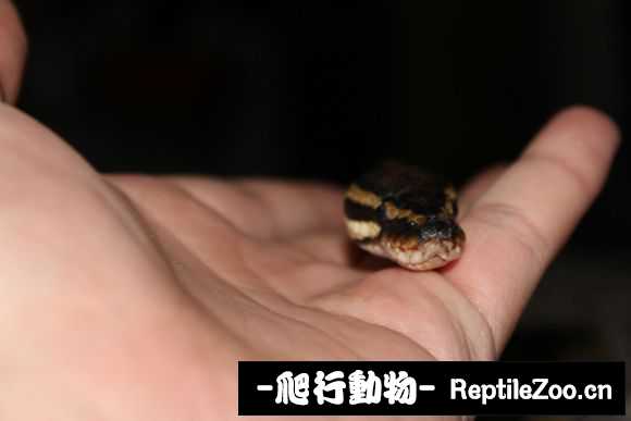 display_picture.php?url=http%3A%2F%2Fimgsa.baidu.com%2Fforum%2Fw%253D580%2Fsign%3D73e92b18b6fd5266a72b3c1c9b199799%2Fe1cfe8cd7b899e51fd911de742a7d933c9950ddf.jpg