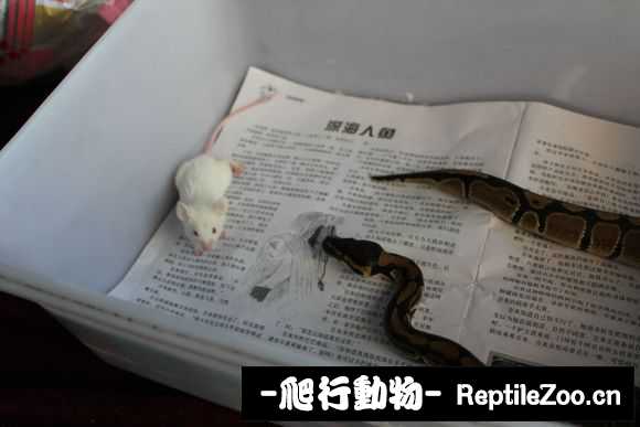display_picture.php?url=http%3A%2F%2Fimgsa.baidu.com%2Fforum%2Fw%253D580%2Fsign%3D0cc78e41d158ccbf1bbcb53229d9bcd4%2Fe7cf8c8ba61ea8d3420653f7970a304e241f58d6.jpg