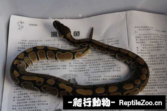 display_picture.php?url=http%3A%2F%2Fimgsa.baidu.com%2Fforum%2Fw%253D580%2Fsign%3De3ee0916ad6eddc426e7b4f309dab6a2%2F04230724ab18972b391d2739e6cd7b899f510ad7.jpg