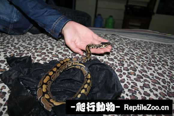 display_picture.php?url=http%3A%2F%2Fimgsa.baidu.com%2Fforum%2Fw%253D580%2Fsign%3D5cc2e010572c11dfded1bf2b53266255%2F45baaeec08fa513d188c4b2d3d6d55fbb3fbd9d0.jpg