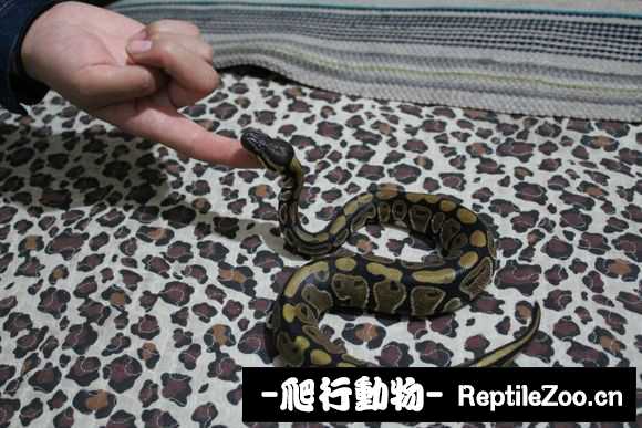 display_picture.php?url=http%3A%2F%2Fimgsa.baidu.com%2Fforum%2Fw%253D580%2Fsign%3D37f0701af2d3572c66e29cd4ba126352%2F23369f8fa0ec08fa6c1c345459ee3d6d54fbdade.jpg