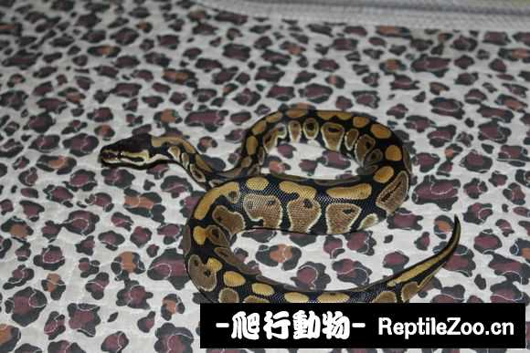 display_picture.php?url=http%3A%2F%2Fimgsa.baidu.com%2Fforum%2Fw%253D580%2Fsign%3D2b2a4b41b2b7d0a27bc90495fbee760d%2F789a20dda3cc7cd90b0e132a3901213fb90e91d3.jpg