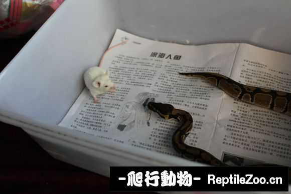 display_picture.php?url=http%3A%2F%2Fimgsa.baidu.com%2Fforum%2Fw%253D580%2Fsign%3D6c06ba10fd1f4134e0370576151e95c1%2F73b3c7177f3e67090325620c3bc79f3df9dc55d5.jpg