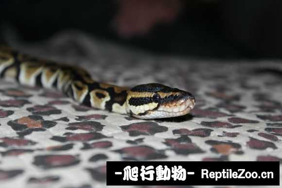 display_picture.php?url=http%3A%2F%2Fimgsa.baidu.com%2Fforum%2Fw%253D580%2Fsign%3D51c38be6bc315c6043956be7bdb0cbe6%2Fdd16d354564e92586034a11d9c82d158cdbf4ef2.jpg
