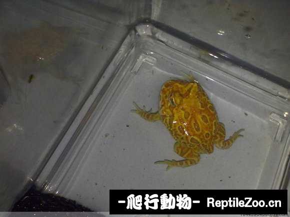 display_picture.php?url=http%3A%2F%2Fimgsa.baidu.com%2Fforum%2Fw%253D580%2Fsign%3Dea6c8608d1c8a786be2a4a065708c9c7%2Feff2913df8dcd10075d2ded3728b4710b8122faf.jpg