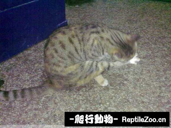 display_picture.php?url=http%3A%2F%2Fimgsa.baidu.com%2Fforum%2Fw%253D580%2Fsign%3Dae9cb44987d6277fe912323018391f63%2F6caca7014c086e0634081fb902087bf40bd1cb51.jpg