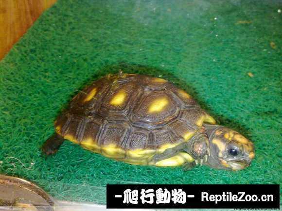 display_picture.php?url=http%3A%2F%2Fimgsa.baidu.com%2Fforum%2Fw%253D580%2Fsign%3Da2ce506b8226cffc692abfba89004a7d%2Fa7b8a7773912b31ba5daebdb8618367adbb4e147.jpg
