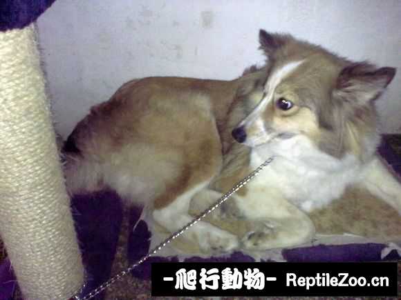 display_picture.php?url=http%3A%2F%2Fimgsa.baidu.com%2Fforum%2Fw%253D580%2Fsign%3Dac8db24987d6277fe912323018391f63%2F6caca7014c086e06361919b902087bf40bd1cb40.jpg