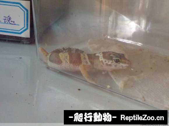 display_picture.php?url=http%3A%2F%2Fimgsa.baidu.com%2Fforum%2Fw%253D580%2Fsign%3Db1a614ca28381f309e198da199004c67%2Fc9a0047b02087bf42558711bf2d3572c10dfcf45.jpg