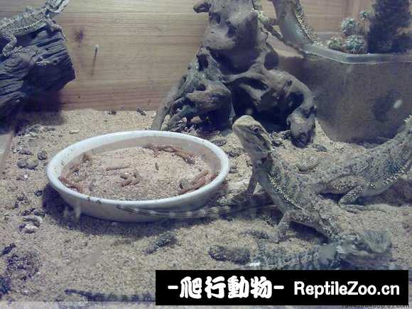 display_picture.php?url=http%3A%2F%2Fimgsa.baidu.com%2Fforum%2Fw%253D580%2Fsign%3Df842bc0179310a55c424defc87444387%2F1bc910178a82b90145e4e5c1738da9773812efa8.jpg