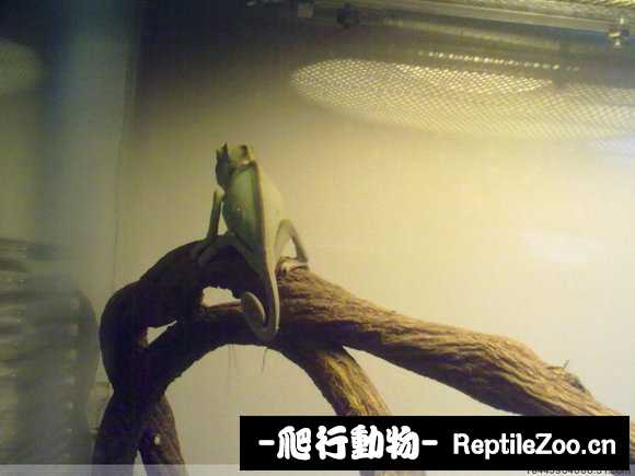 display_picture.php?url=http%3A%2F%2Fimgsa.baidu.com%2Fforum%2Fw%253D580%2Fsign%3D0c9c7ee04f4a20a4311e3ccfa0539847%2Fd8c6d9ca7bcb0a46bd95adcb6b63f6246a60af46.jpg