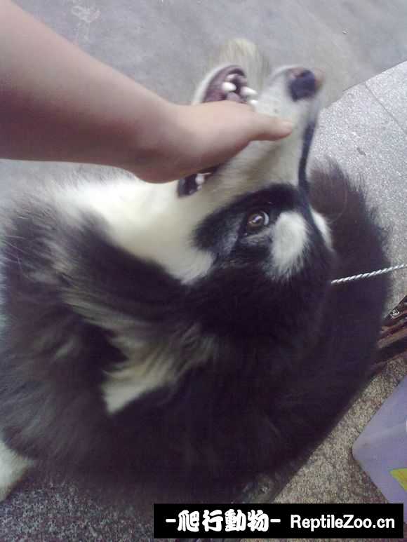 display_picture.php?url=http%3A%2F%2Fimgsa.baidu.com%2Fforum%2Fw%253D580%2Fsign%3D4e7f2945e950352ab16125006342fb1a%2F4726be7eca806538785b82e197dda144ac348240.jpg