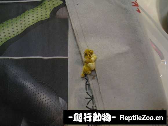 display_picture.php?url=http%3A%2F%2Fimgsa.baidu.com%2Fforum%2Fw%253D580%2Fsign%3Dc662b92736d12f2ece05ae687fc3d5ff%2F31e8e91190ef76c61a6123db9d16fdfaae516741.jpg