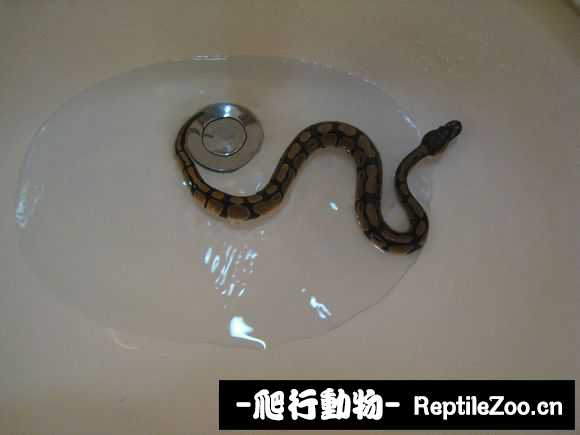 display_picture.php?url=http%3A%2F%2Fimgsa.baidu.com%2Fforum%2Fw%253D580%2Fsign%3D46131ddf3a292df597c3ac1d8c335ce2%2F8aea83b1cb134954dbde3094564e9258d0094a30.jpg