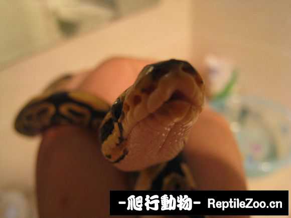 display_picture.php?url=http%3A%2F%2Fimgsa.baidu.com%2Fforum%2Fw%253D580%2Fsign%3Dbc012d0451da81cb4ee683c56267d0a4%2F7f2d992bd40735faf7a28b499e510fb30e2408a1.jpg
