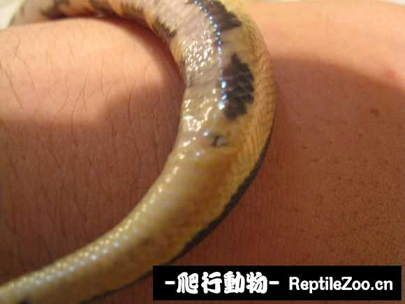 display_picture.php?url=http%3A%2F%2Fimgsa.baidu.com%2Fforum%2Fw%253D580%2Fsign%3Df81f408bd11373f0f53f6f97940e4b8b%2F7f510d4f78f0f736869f94f10a55b319eac41396.jpg