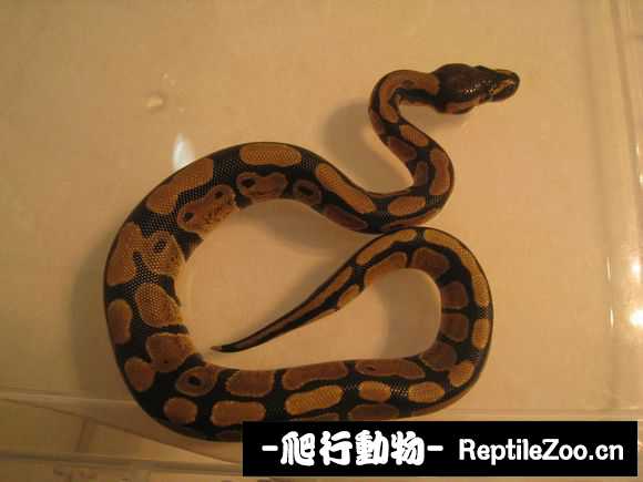 display_picture.php?url=http%3A%2F%2Fimgsa.baidu.com%2Fforum%2Fw%253D580%2Fsign%3D021371d6fdfaaf5184e381b7bc5594ed%2Fee1c23f5e0fe99257039b0a034a85edf8db1713b.jpg