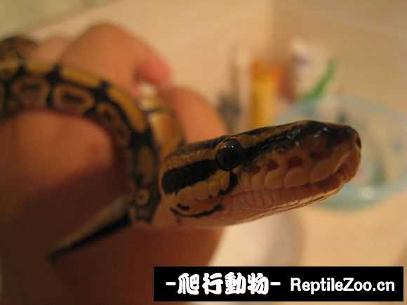 display_picture.php?url=http%3A%2F%2Fimgsa.baidu.com%2Fforum%2Fw%253D580%2Fsign%3Da2a325f9b6003af34dbadc68052bc619%2F8776f5f2b2119313240e3a4065380cd790238da3.jpg