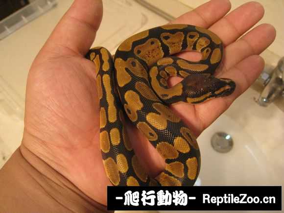 display_picture.php?url=http%3A%2F%2Fimgsa.baidu.com%2Fforum%2Fw%253D580%2Fsign%3Df41dd93ae6cd7b89e96c3a8b3f254291%2F1ca0df43ad4bd11353ea6ec25aafa40f4afb05d4.jpg