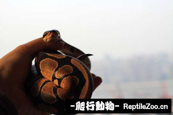 display_picture.php?url=http%3A%2F%2Fimgsa.baidu.com%2Fforum%2Fw%253D580%2Fsign%3D2088425b033b5bb5bed720f606d2d523%2Feec63487e950352acee066f85343fbf2b3118b76.jpg