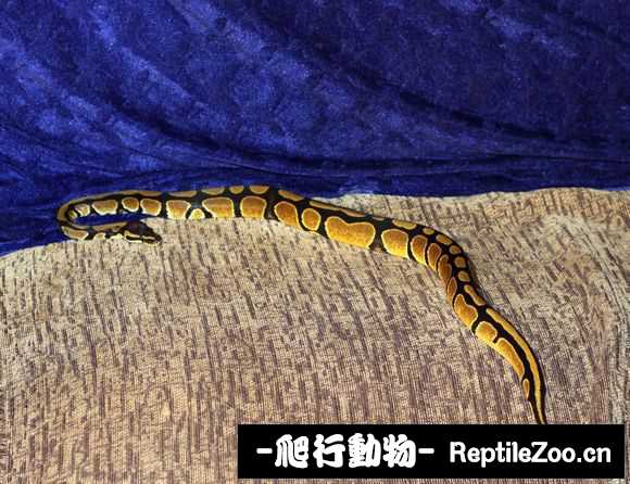 display_picture.php?url=http%3A%2F%2Fimgsa.baidu.com%2Fforum%2Fw%253D580%2Fsign%3Da6d34c333a87e9504217f364203a531b%2F66249d13b07eca8075eb7a17912397dda044830d.jpg