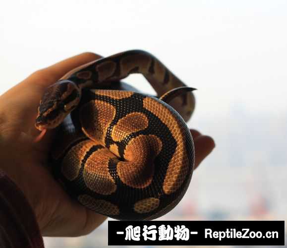 display_picture.php?url=http%3A%2F%2Fimgsa.baidu.com%2Fforum%2Fw%253D580%2Fsign%3Db9d909fe6709c93d07f20effaf3ff8bb%2F6e94c311728b4710c9dcbe3cc3cec3fdfd032300.jpg