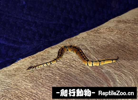 display_picture.php?url=http%3A%2F%2Fimgsa.baidu.com%2Fforum%2Fw%253D580%2Fsign%3D65e753edd42a283443a636036bb4c92e%2Fe2e6db39b6003af33f399f90352ac65c1138b670.jpg