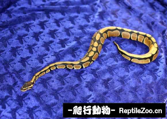 display_picture.php?url=http%3A%2F%2Fimgsa.baidu.com%2Fforum%2Fw%253D580%2Fsign%3Db9a809fe6709c93d07f20effaf3cf8bb%2F6e94c311728b4710c9adbe3cc3cec3fdfd032371.jpg
