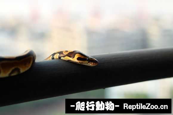 display_picture.php?url=http%3A%2F%2Fimgsa.baidu.com%2Fforum%2Fw%253D580%2Fsign%3D0c0ffb71cb1349547e1ee86c664c92dd%2F67eb9282d158ccbf3e51f6ca19d8bc3eb0354102.jpg