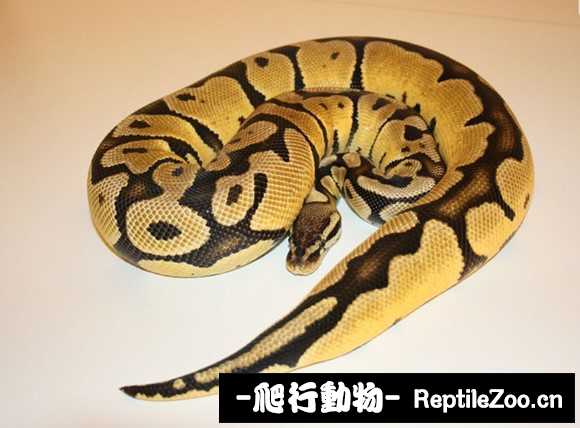 display_picture.php?url=http%3A%2F%2Fimgsa.baidu.com%2Fforum%2Fw%253D580%2Fsign%3Dcd2b4370b74543a9f51bfac42e168a7b%2F9ea5f803738da97747201bafb051f8198718e3d9.jpg