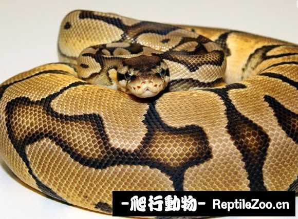 display_picture.php?url=http%3A%2F%2Fimgsa.baidu.com%2Fforum%2Fw%253D580%2Fsign%3D0d2378a20924ab18e016e13f05fbe69a%2F4a6401b30f2442a786766021d143ad4bd01302eb.jpg